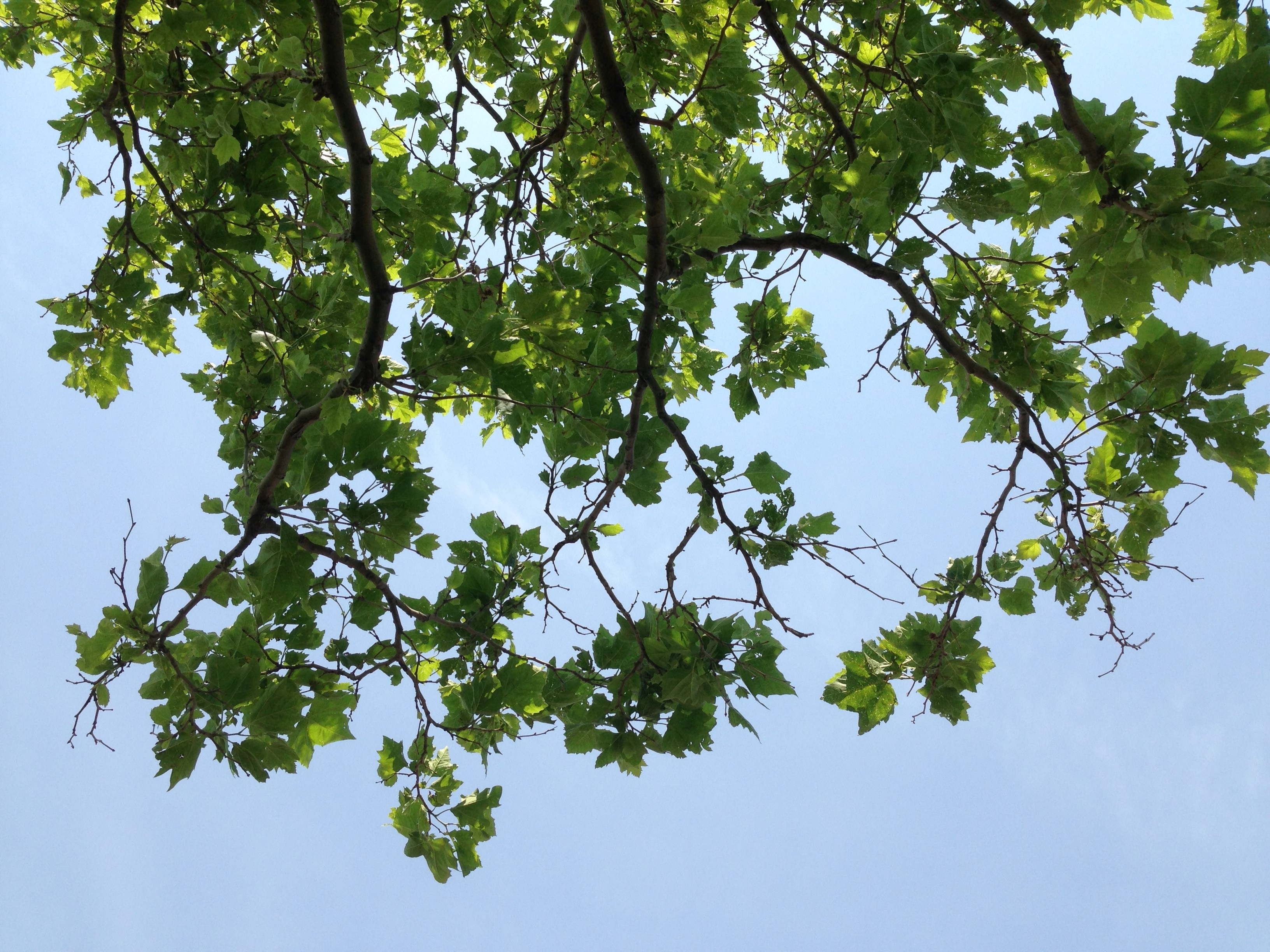 Spring