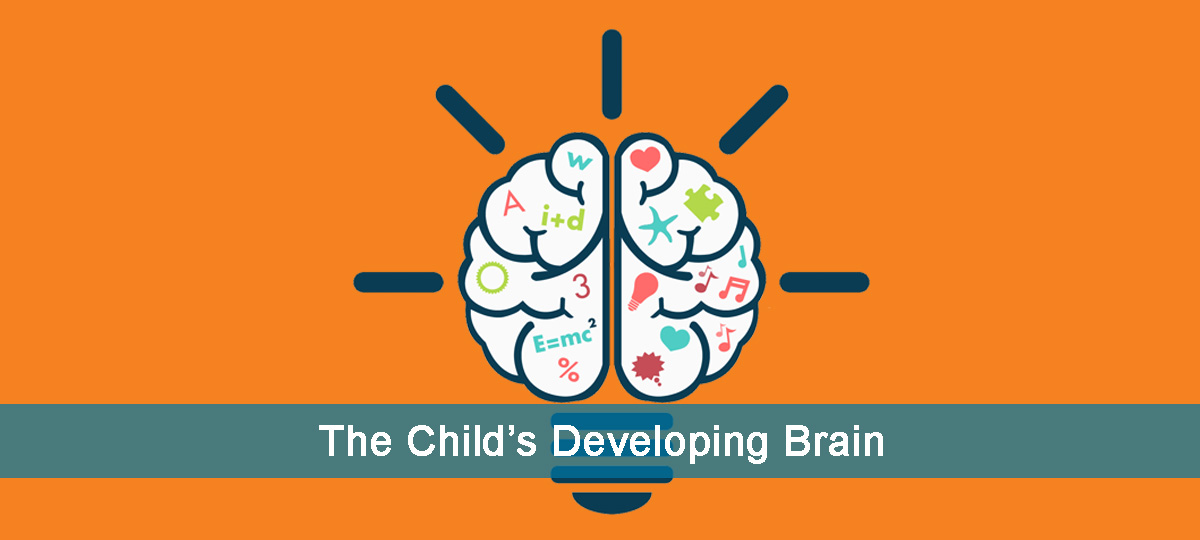 Understanding The Child's Developing Brain Early Childhood