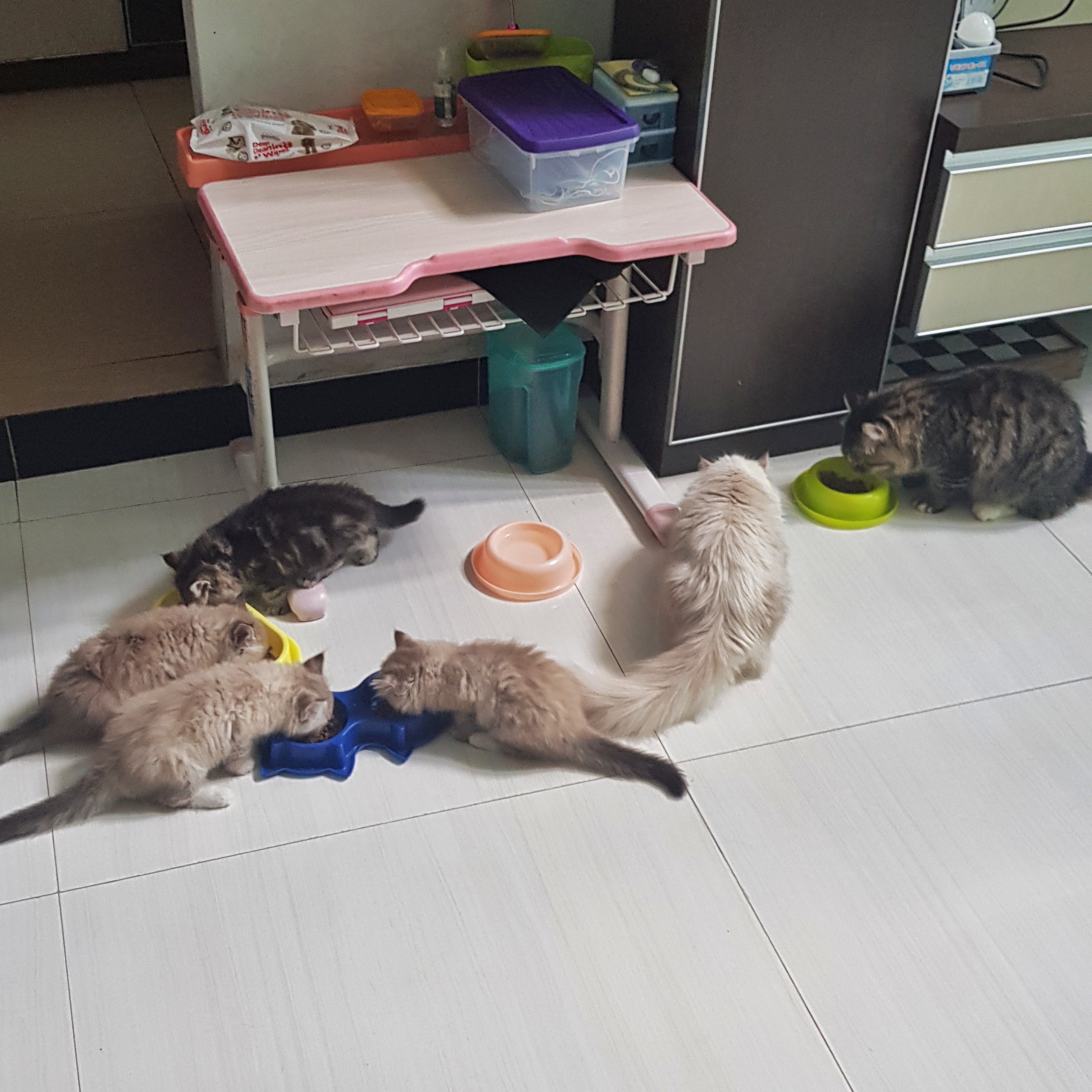 Caraku Memperkenalkan Kucing Baru dengan Kucing Lama Musik dan Fantasi