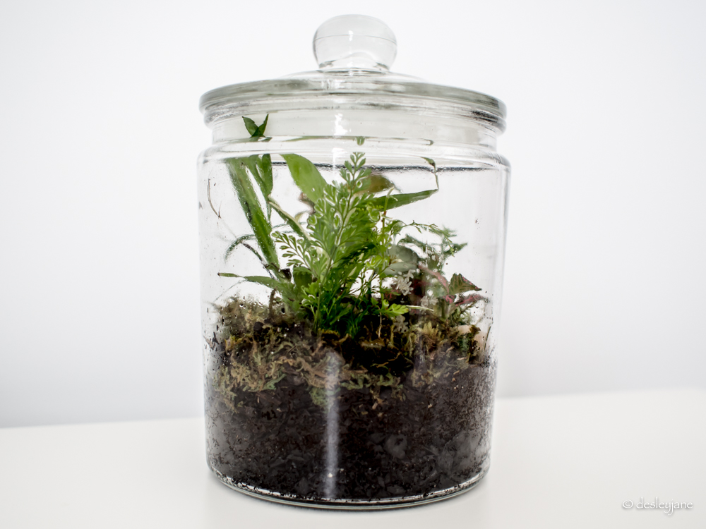 Closed Terrarium