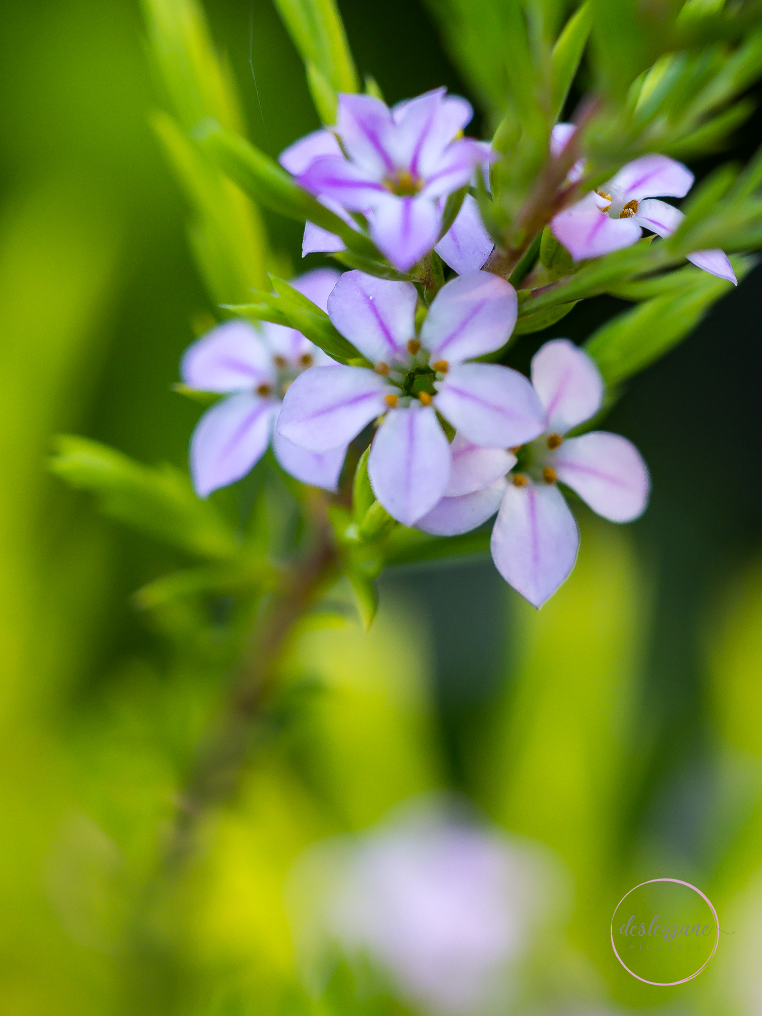 The Flowers of Brunswick East (6)