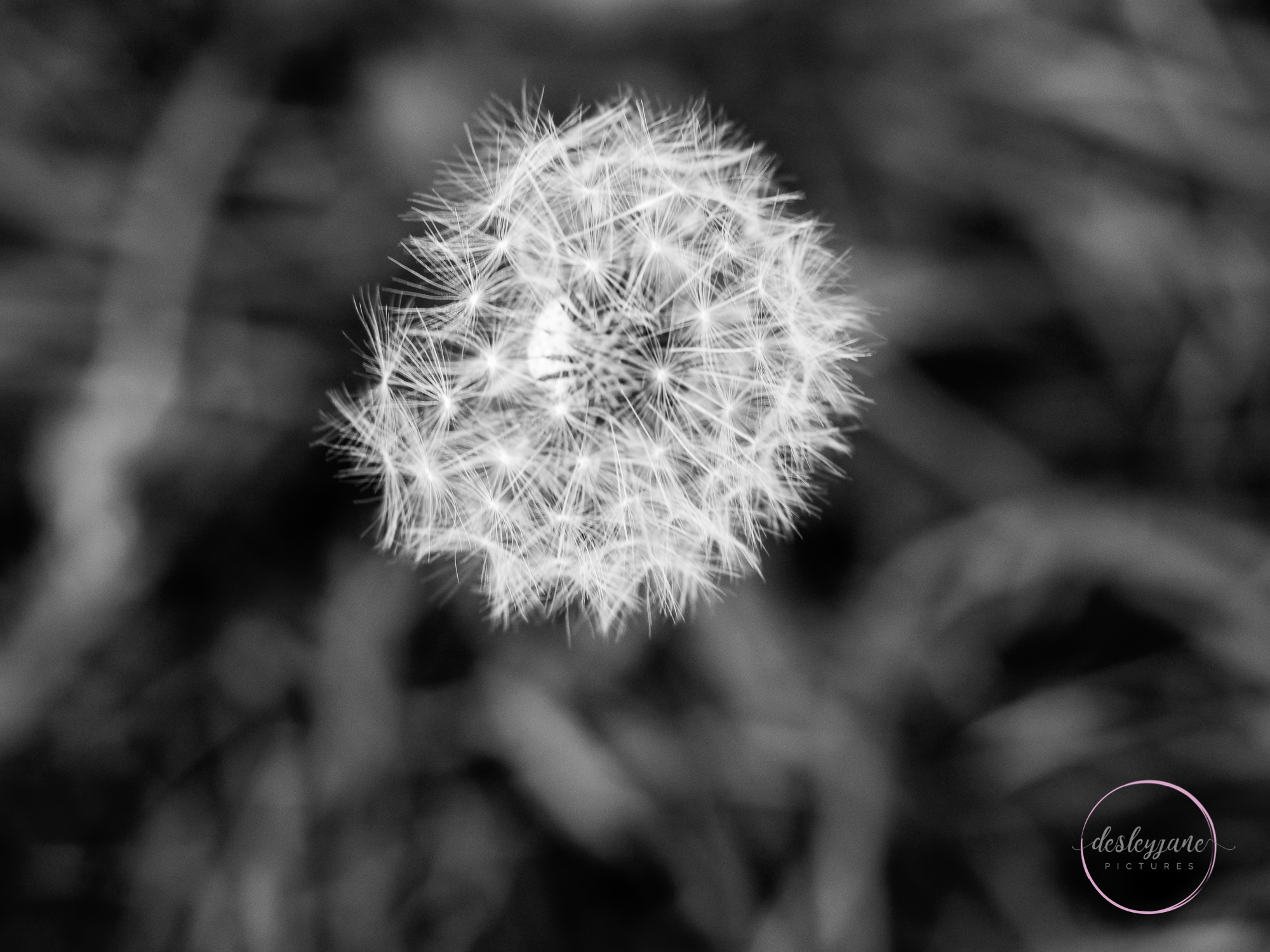 The Flowers of Brunswick East (2)