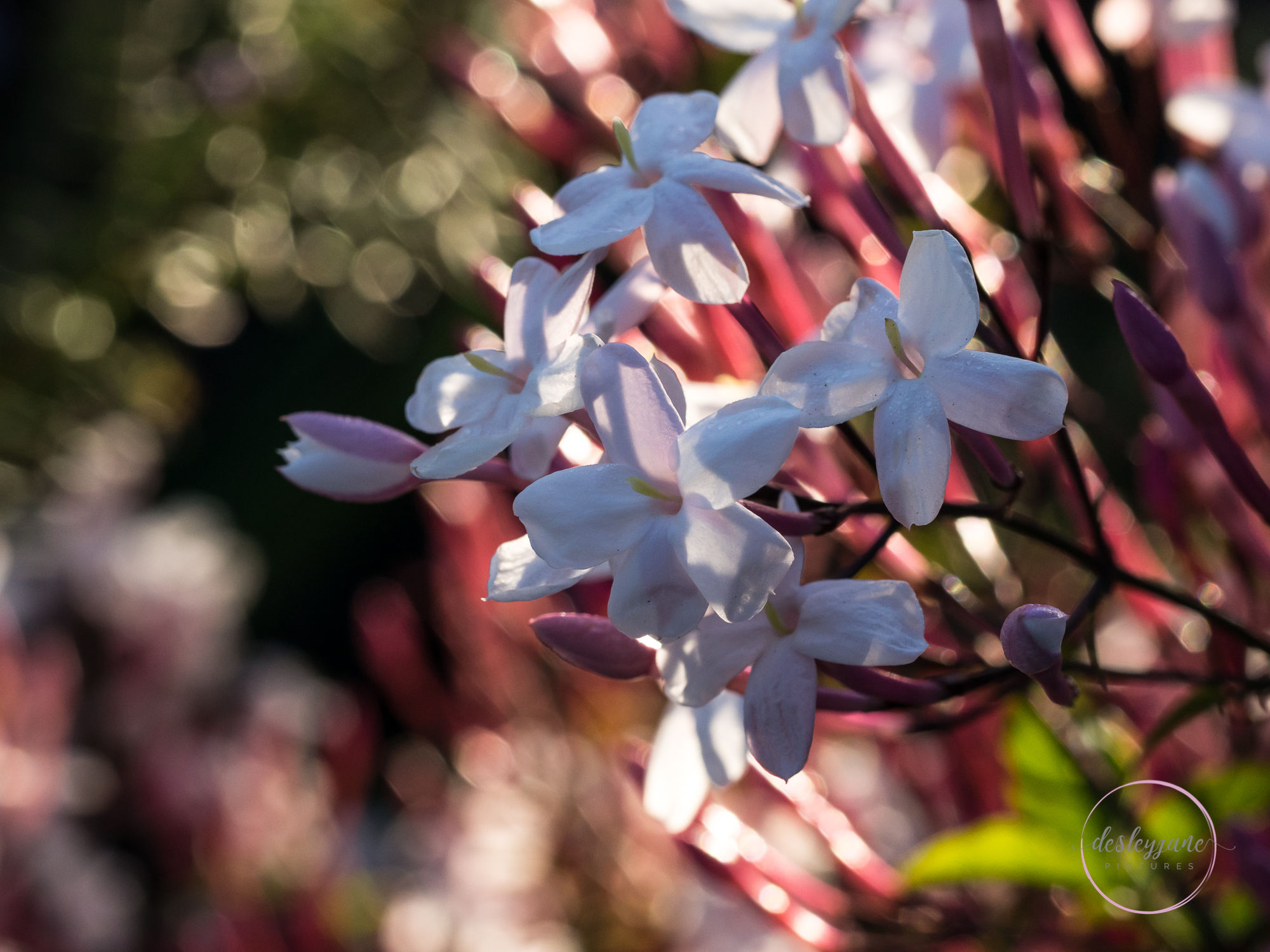 The Flowers of Brunswick East (13)