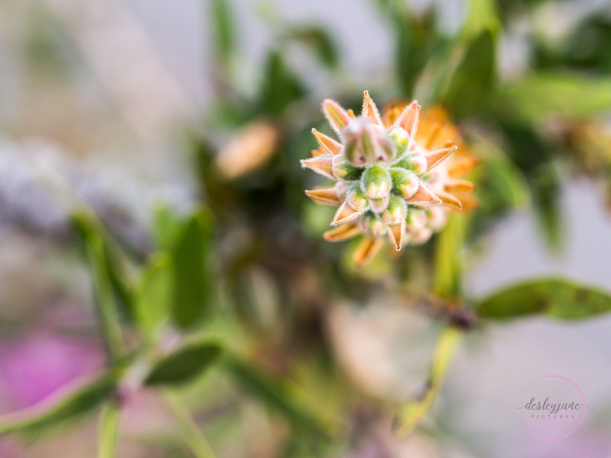 The Flowers of Brunswick East (22)
