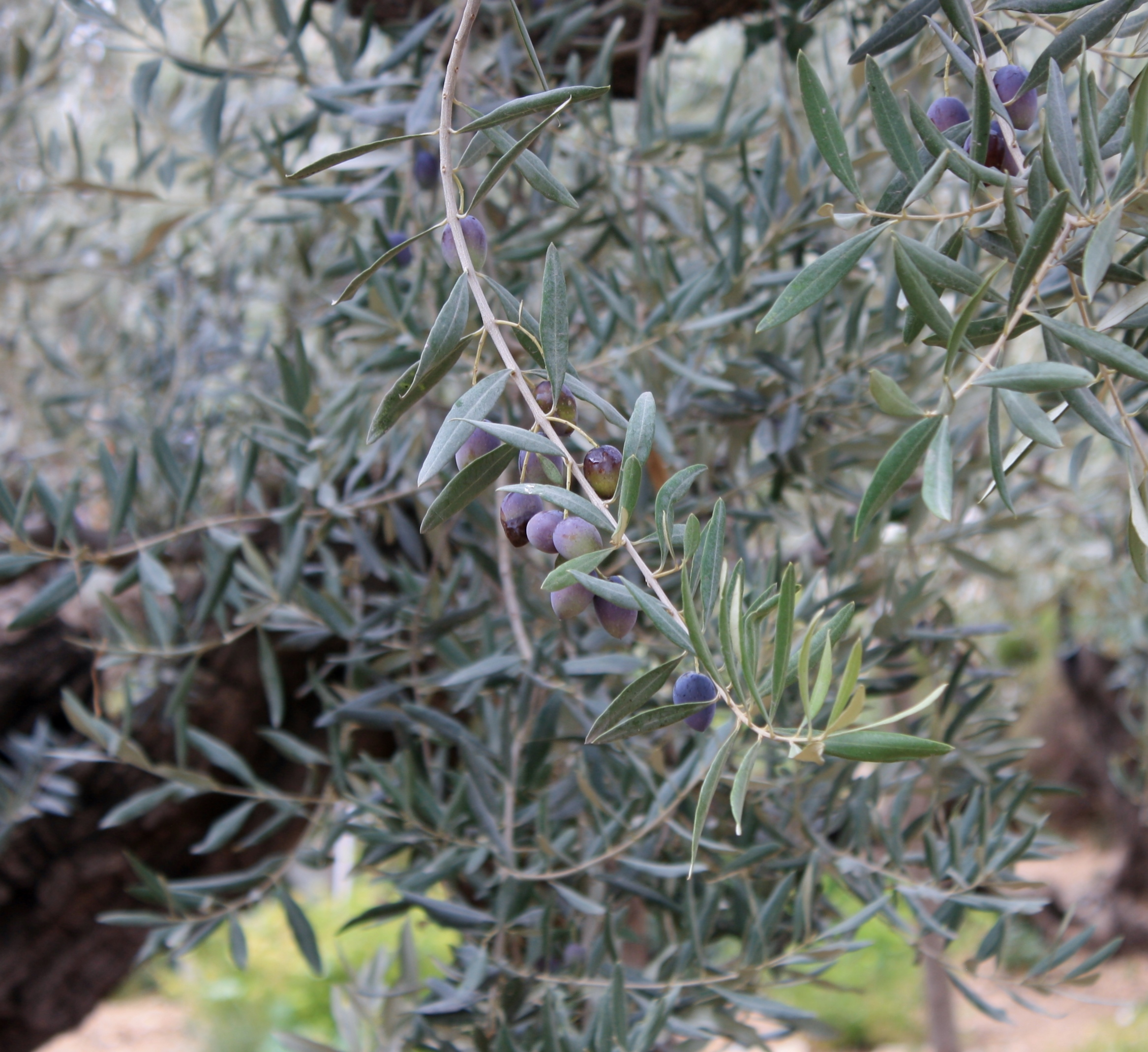 Pressed Three Times Ernie's Musings