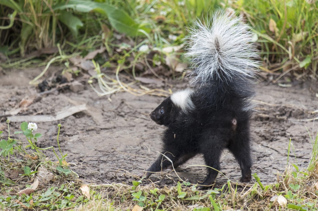 Sprayed by a Skunk part 1