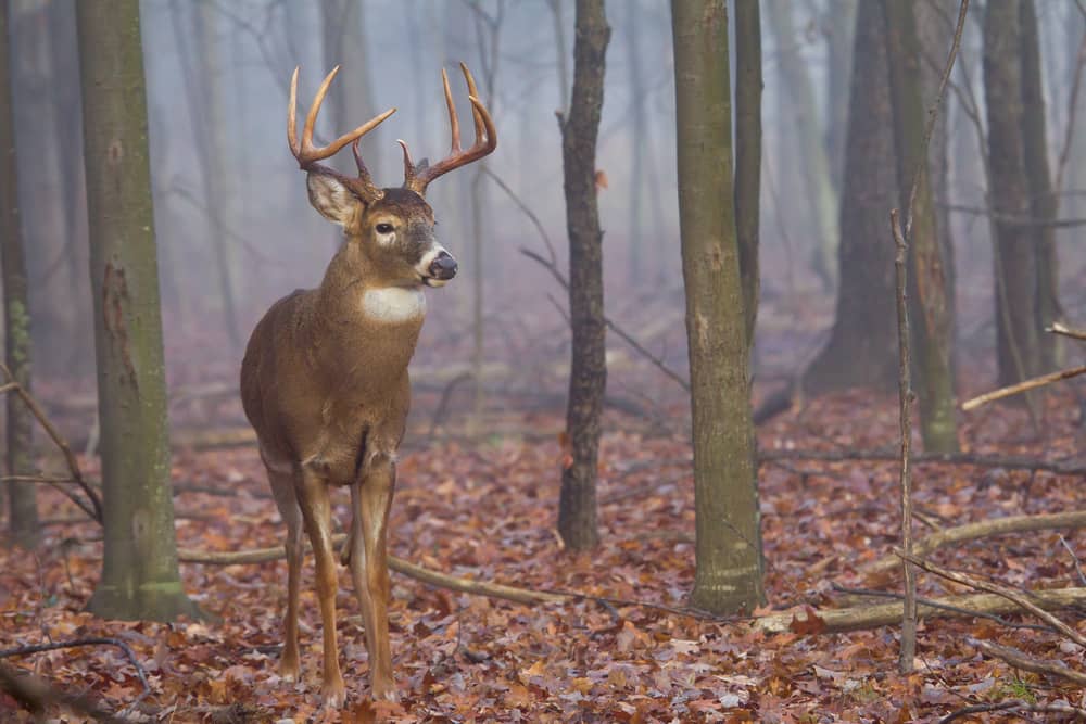 Do Deer Move In The Fog?