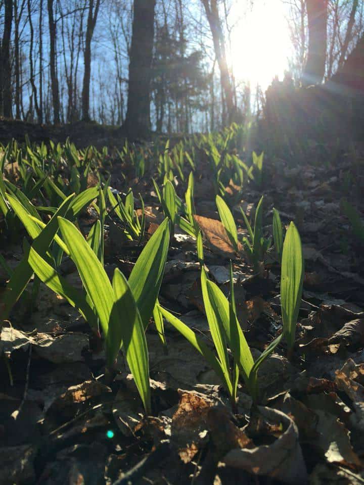 Lovelies in the Wild MuskokaStyle