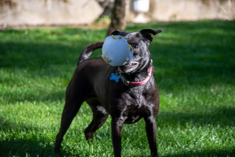 Avoid contact with pets if you have coronavirus symptoms