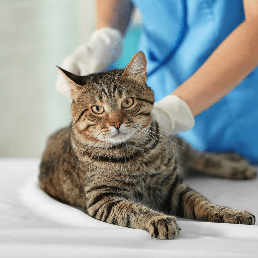 Pet Parasite Protection Keeping Your Furry Friend Safe MustCare Vet