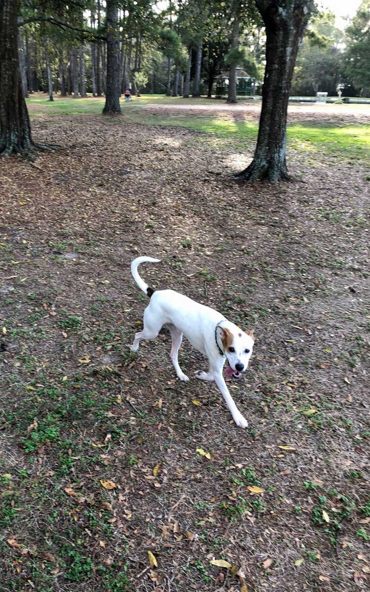 Home of Must Love Dogs, Gainesville, FL