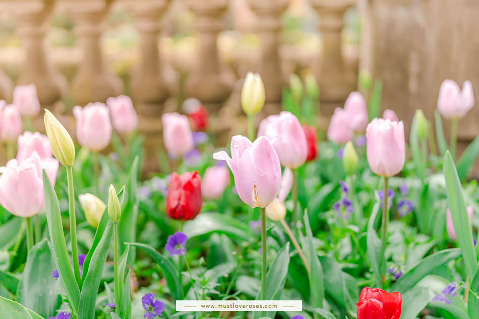 The Best Lenses for Flower Photography