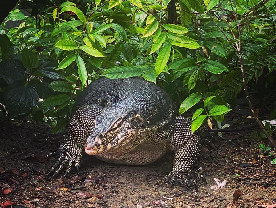 Super Thicc Monitor Lizard Lepaks At Botanic Gardens