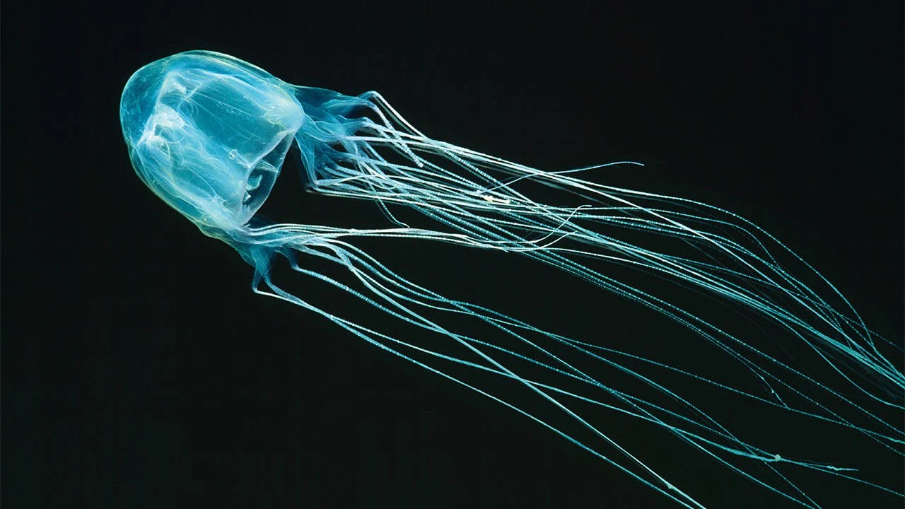 Deadly Box Jellyfish Sighting In Sentosa, Public Advised Not To Swim In