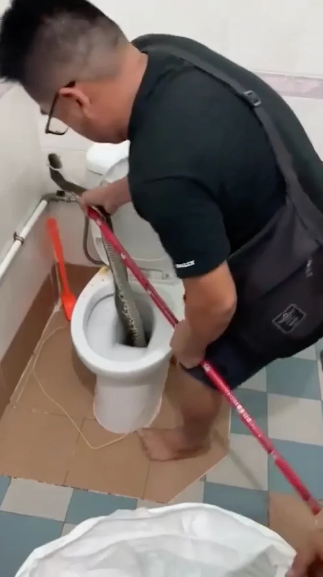 Snake Allegedly Appears In S'pore Toilet, ACRES Advises Residents To