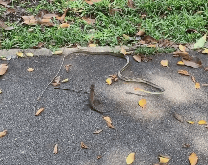 Bronzeback Snake Attacks Chameleon On PCN, Lizard Gets
