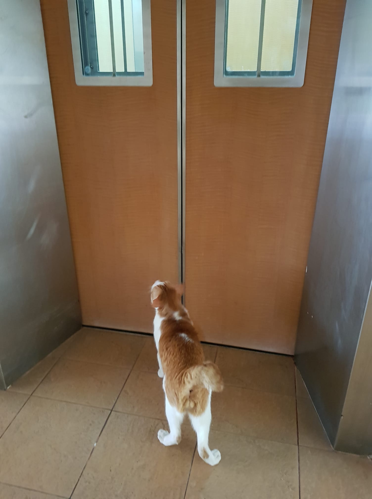 Cat Takes HDB Lift Like A Hooman, Thanks Resident For Bringing Him To
