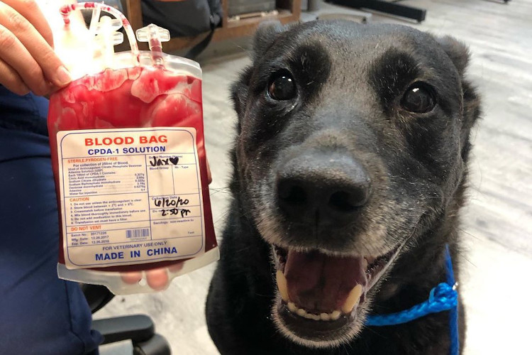 Dog Bleeding Out At Ang Mo Kio Vet, Owner Urgently Seeks Blood Donors