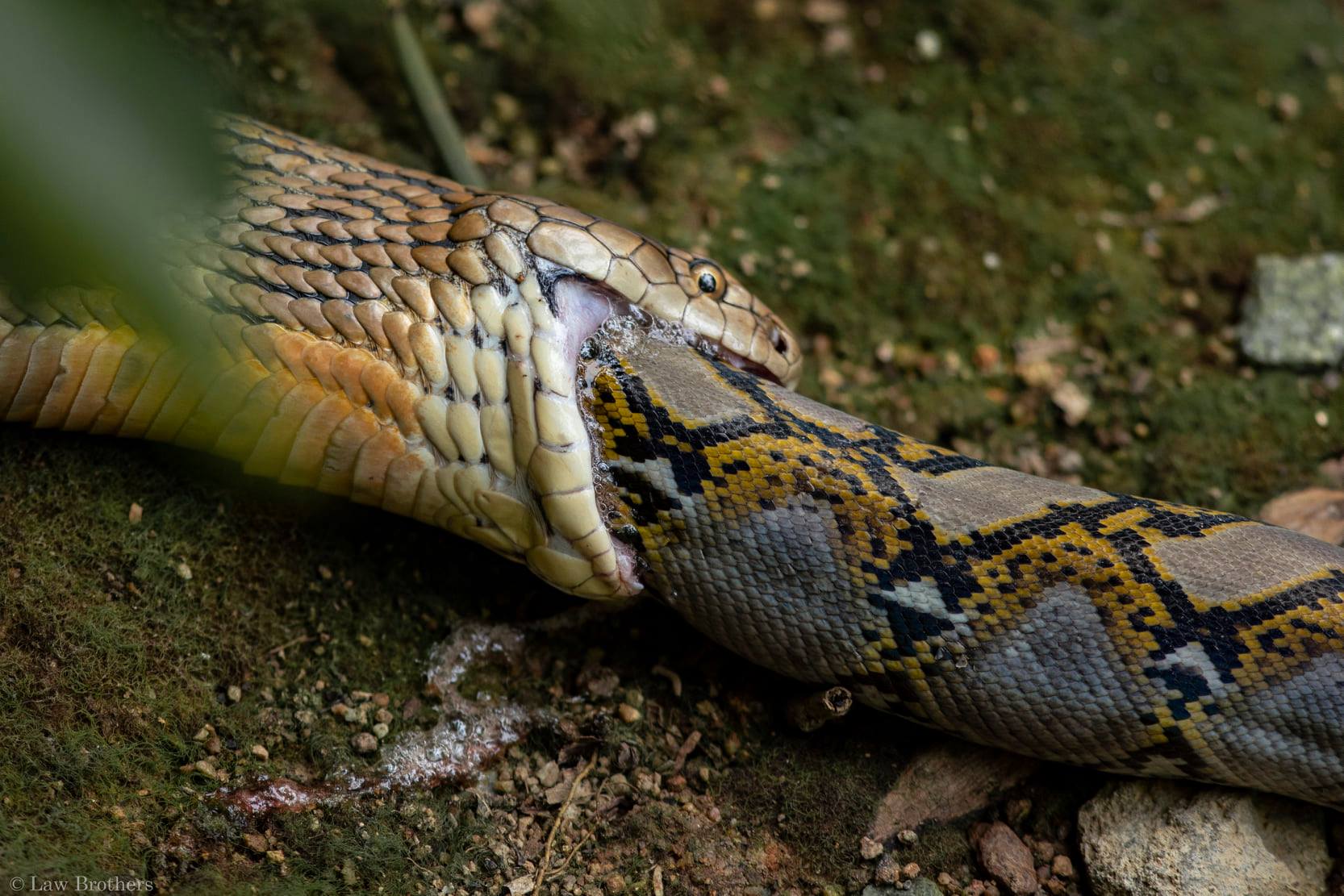 King Cobra Eats Python Whole At Sungei Buloh, Photographer Captures