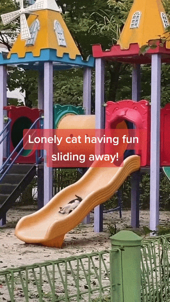 S’pore Community Cat Entertains Itself On Playground, Goes Up & Down Slide