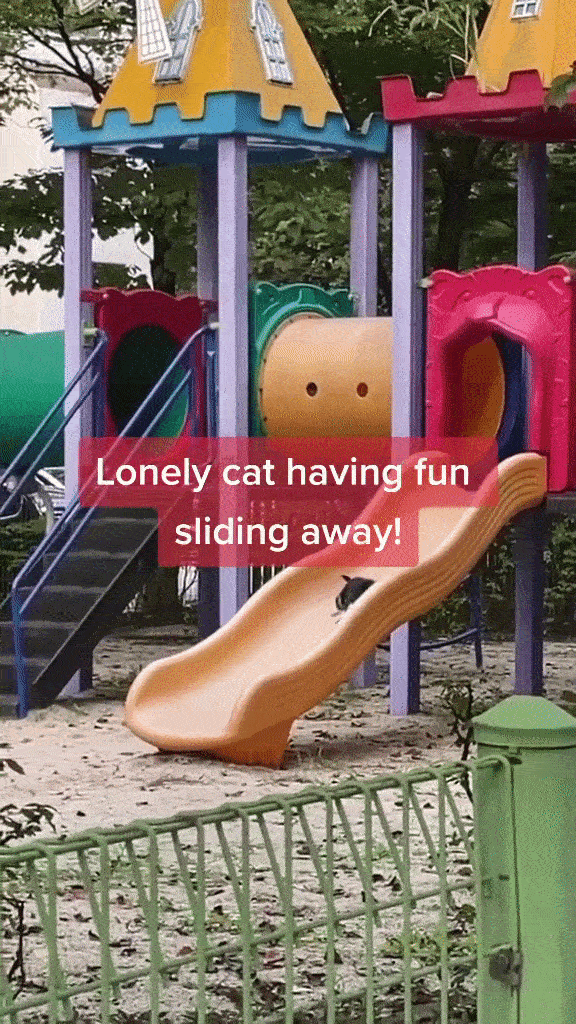 S’pore Community Cat Entertains Itself On Playground, Goes Up & Down Slide