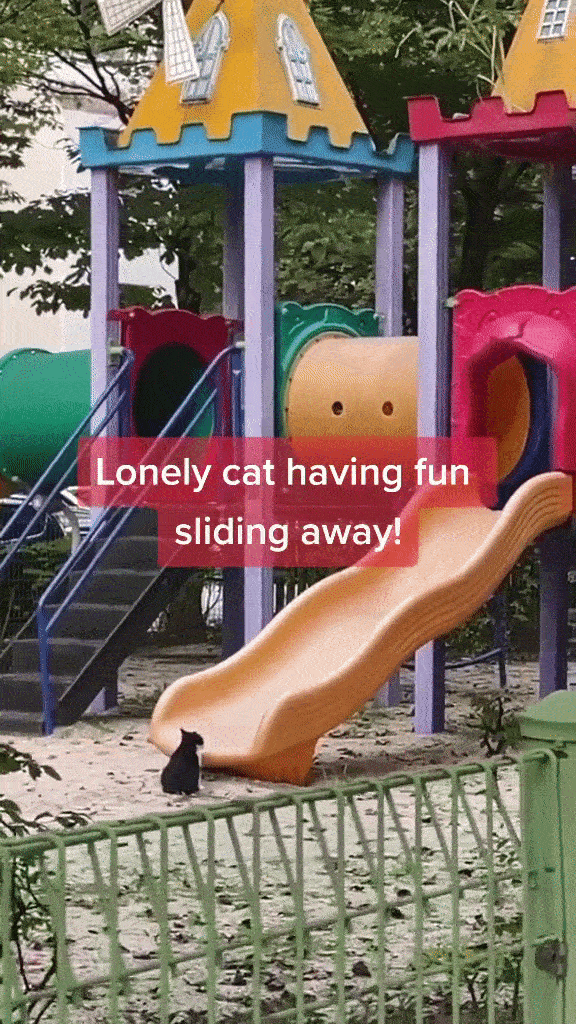 S’pore Community Cat Entertains Itself On Playground, Goes Up & Down Slide