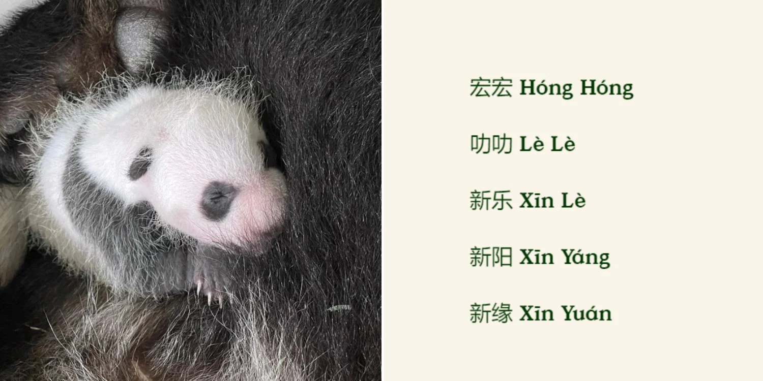 Baby Panda Name Shortlist Down To 5, S’poreans Can Cast Votes
