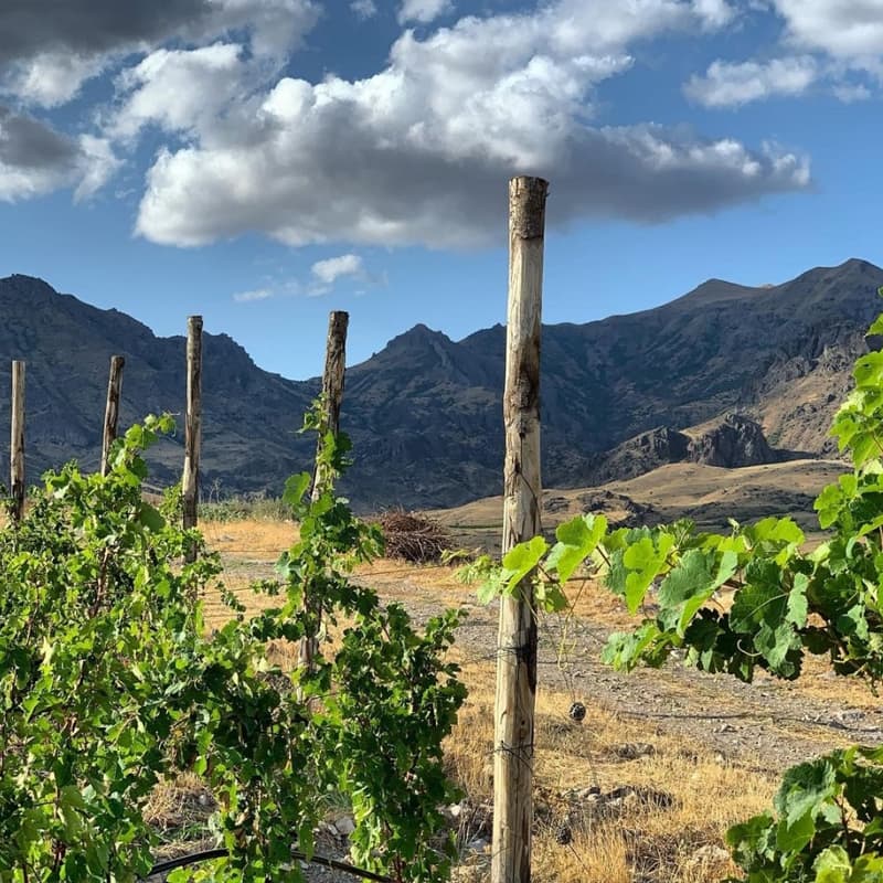 The Country Collection MUST Wine