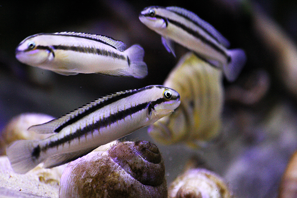 Telmatochromis vittatus