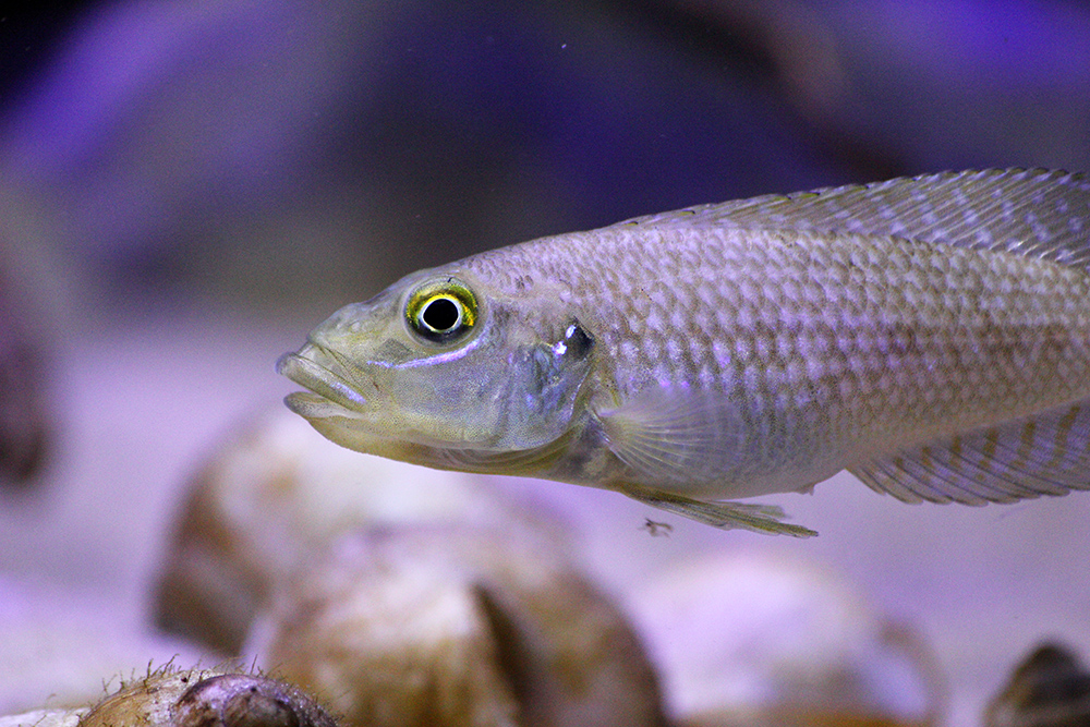 Lamprologus callipterus