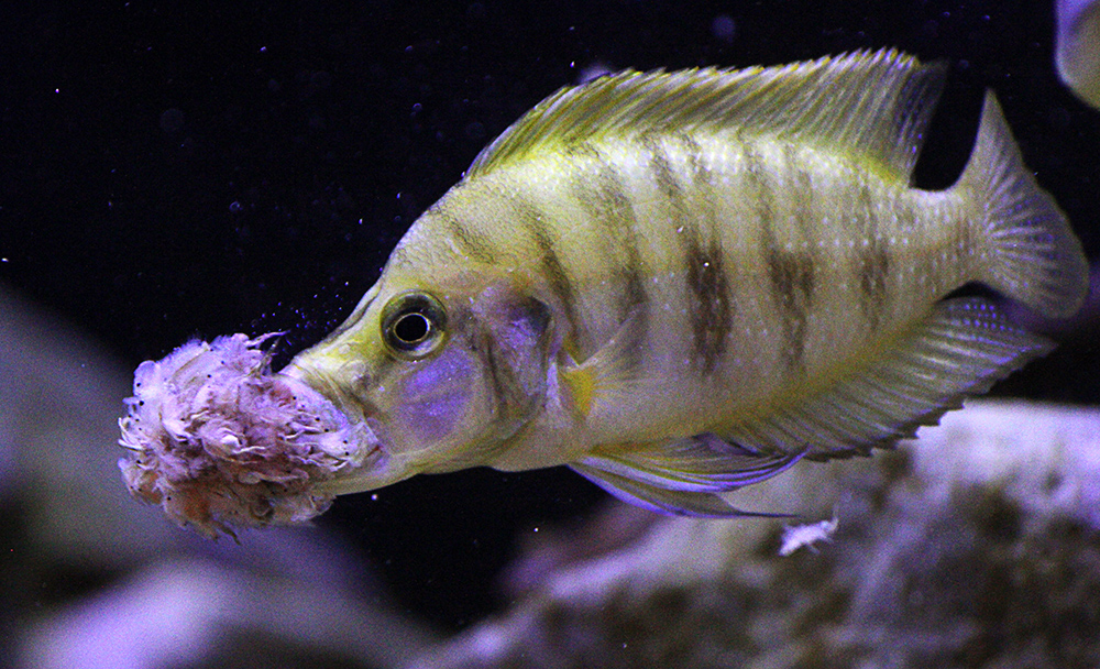 Altolamprologus compressiceps yellow Chaitika