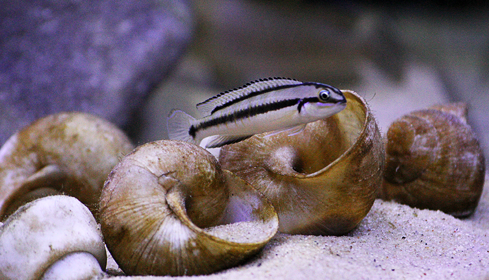 Telmatochromis vittatus