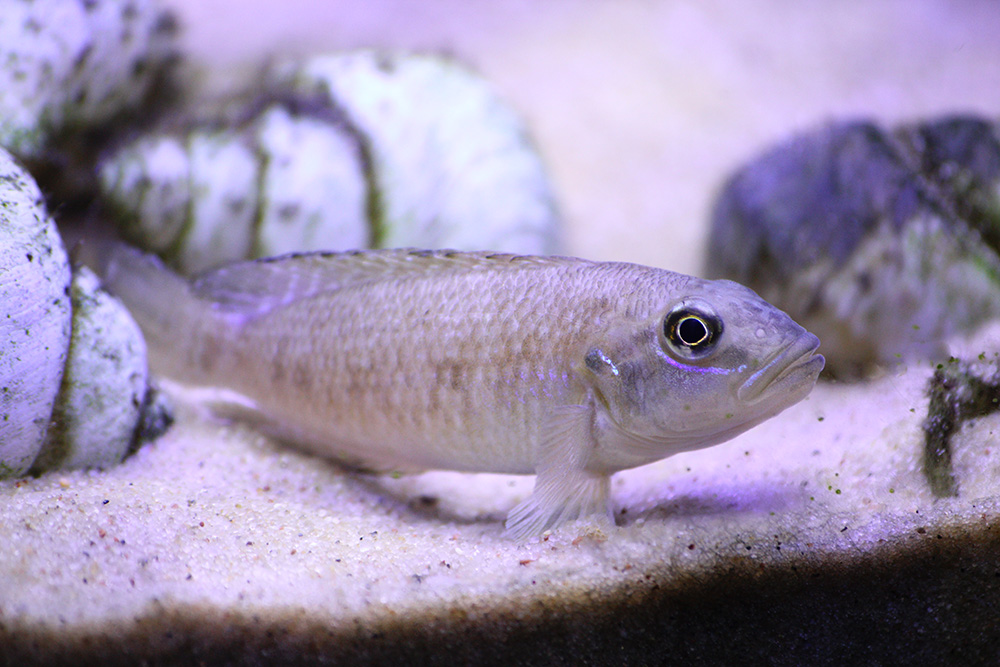 Lamprologus callipterus