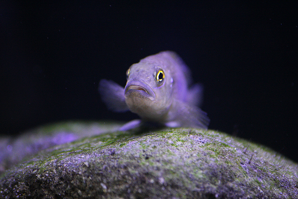 Lamprologus callipterus