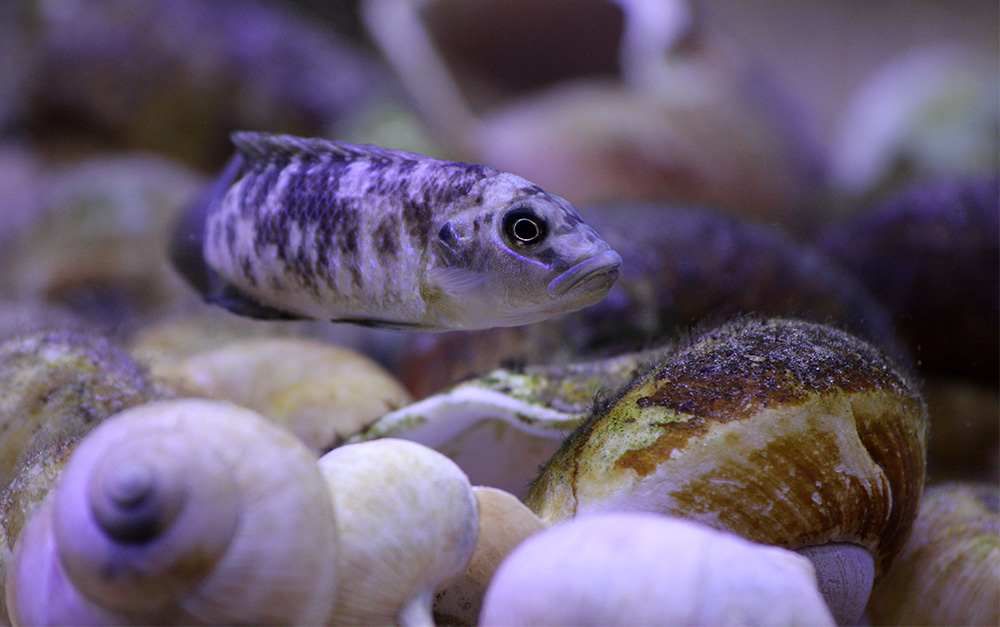 Lamprologus callipterus