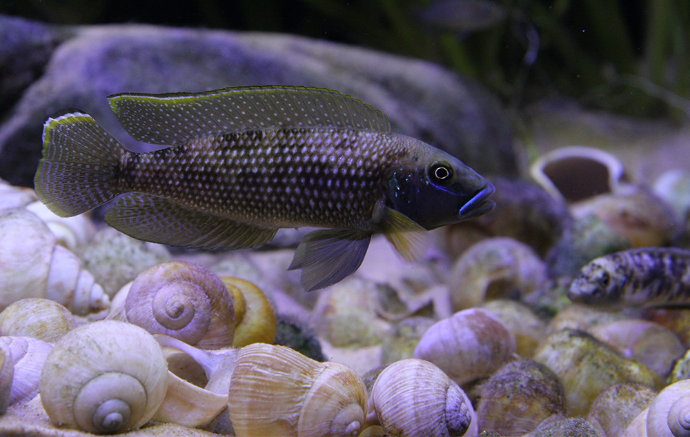Lamprologus callipterus