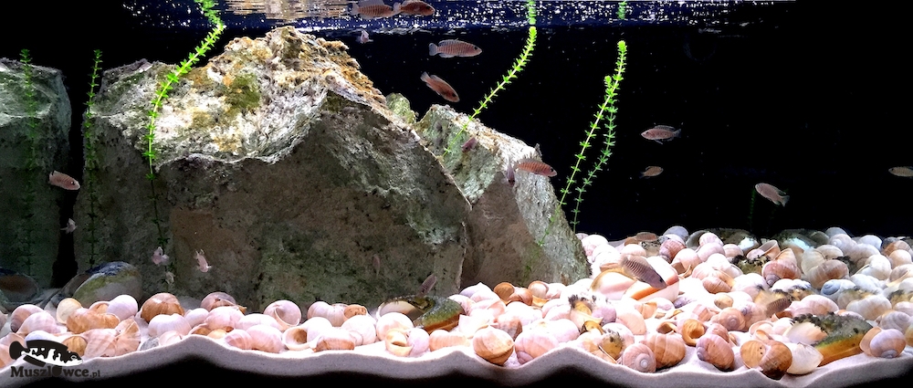 Lamprologus similis - grupa