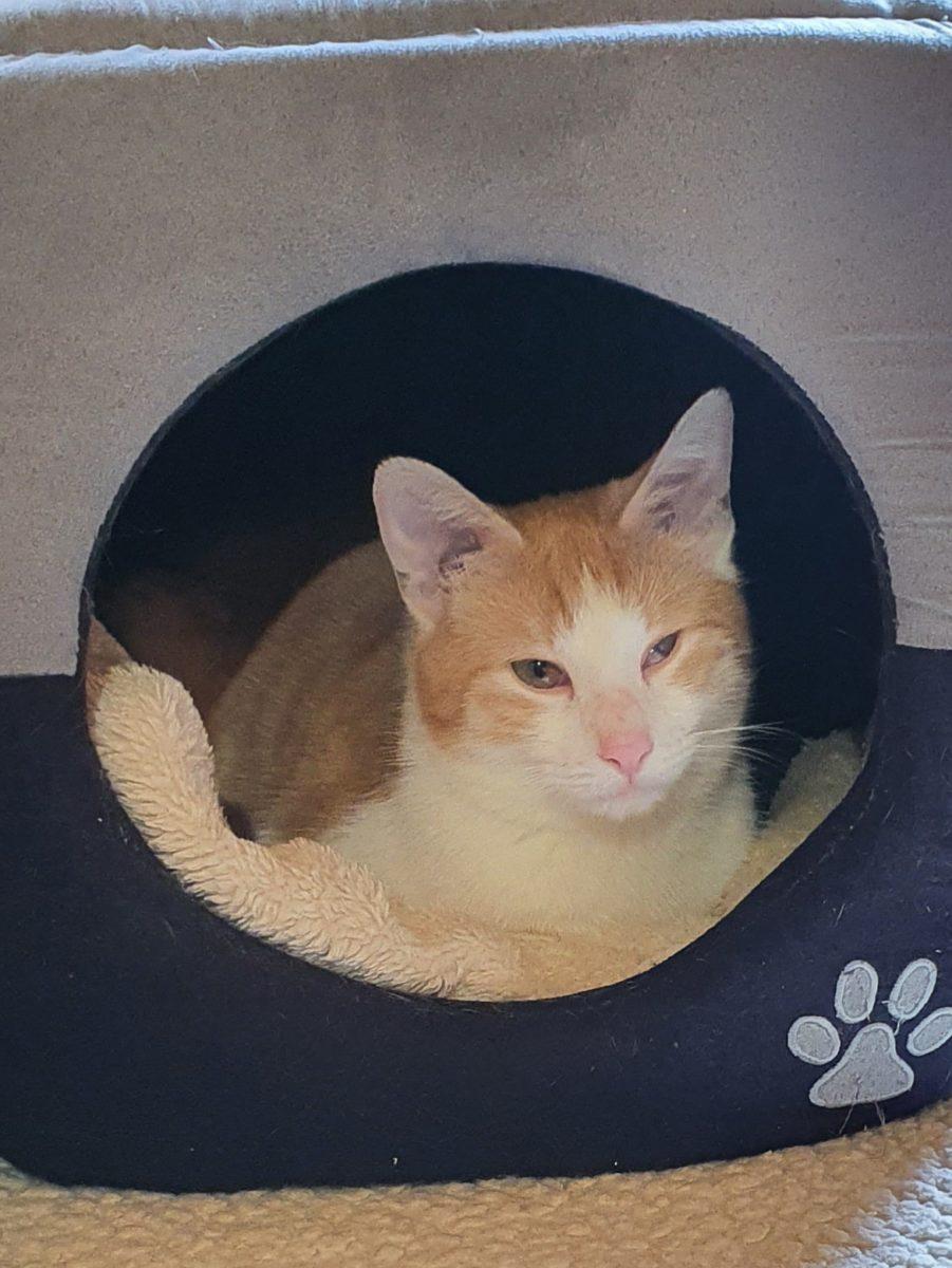 Picasso der Kasper M.u.T.