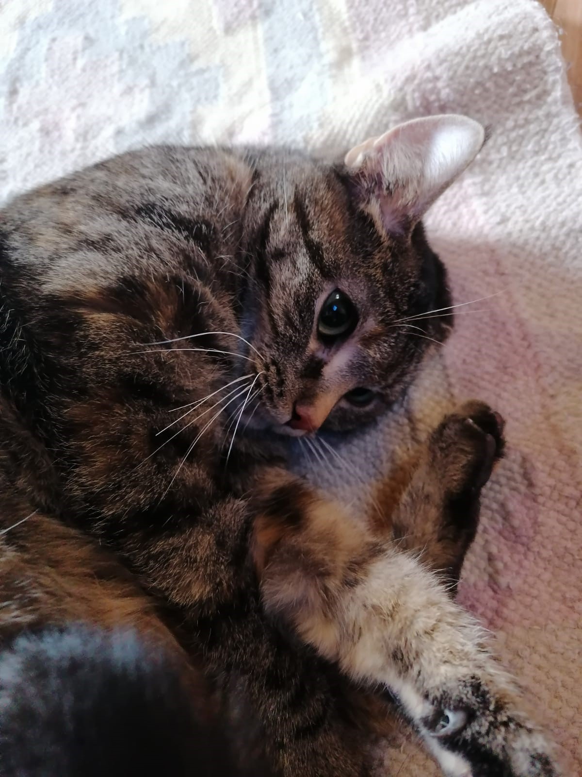 Amica und Abby Tierschutzverein Mensch und Tier (M.u.T.) Bingen am