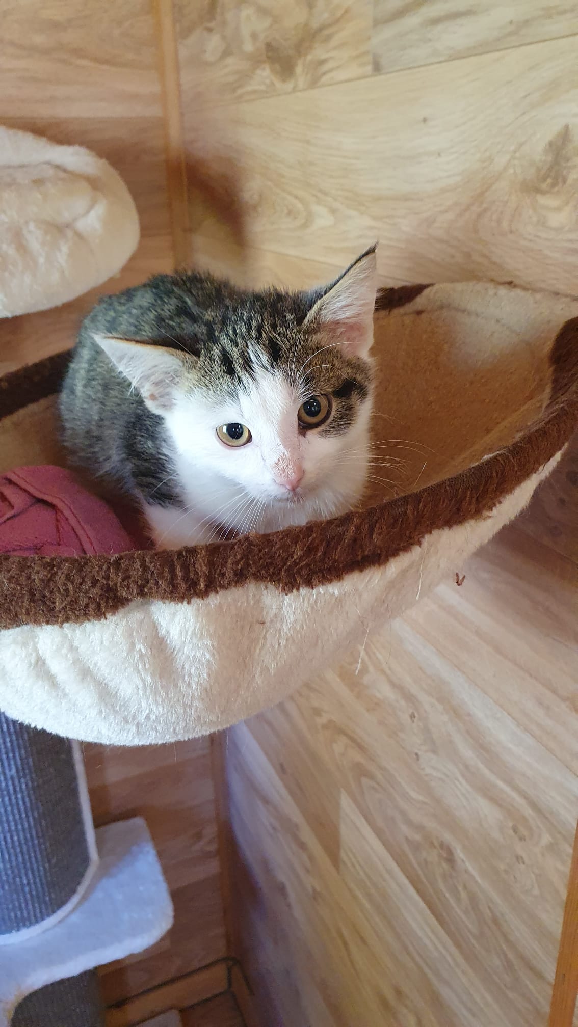 Billy Tierschutzverein Mensch und Tier (M.u.T.) Bingen am Rhein