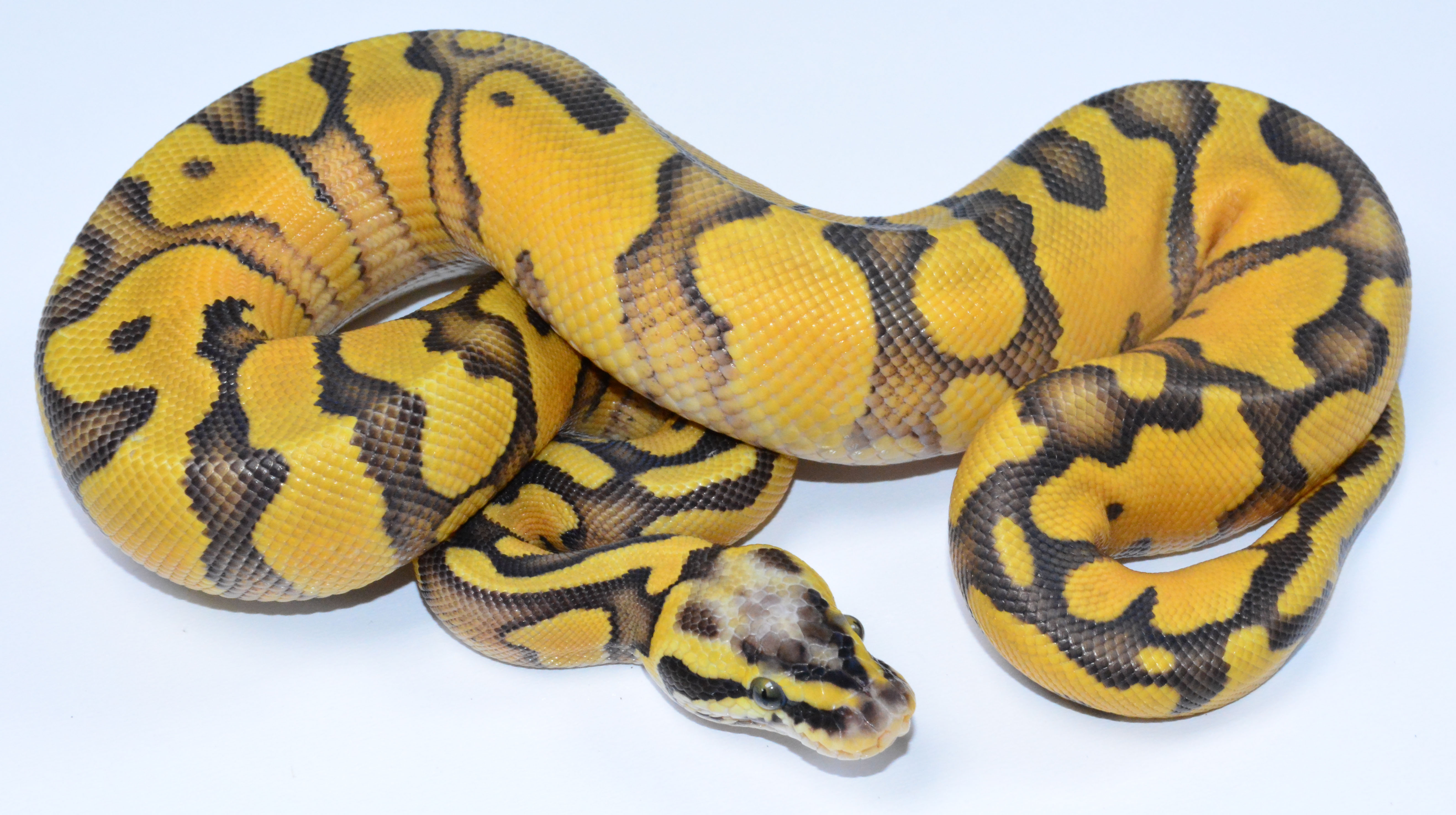 Super Pastel Enchi Poss YB Het Piebald. ball pythons