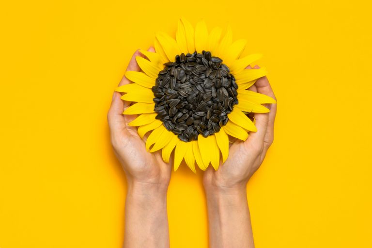 Manfaat dan Efek Samping Kuaci yang Jarang Diketahui