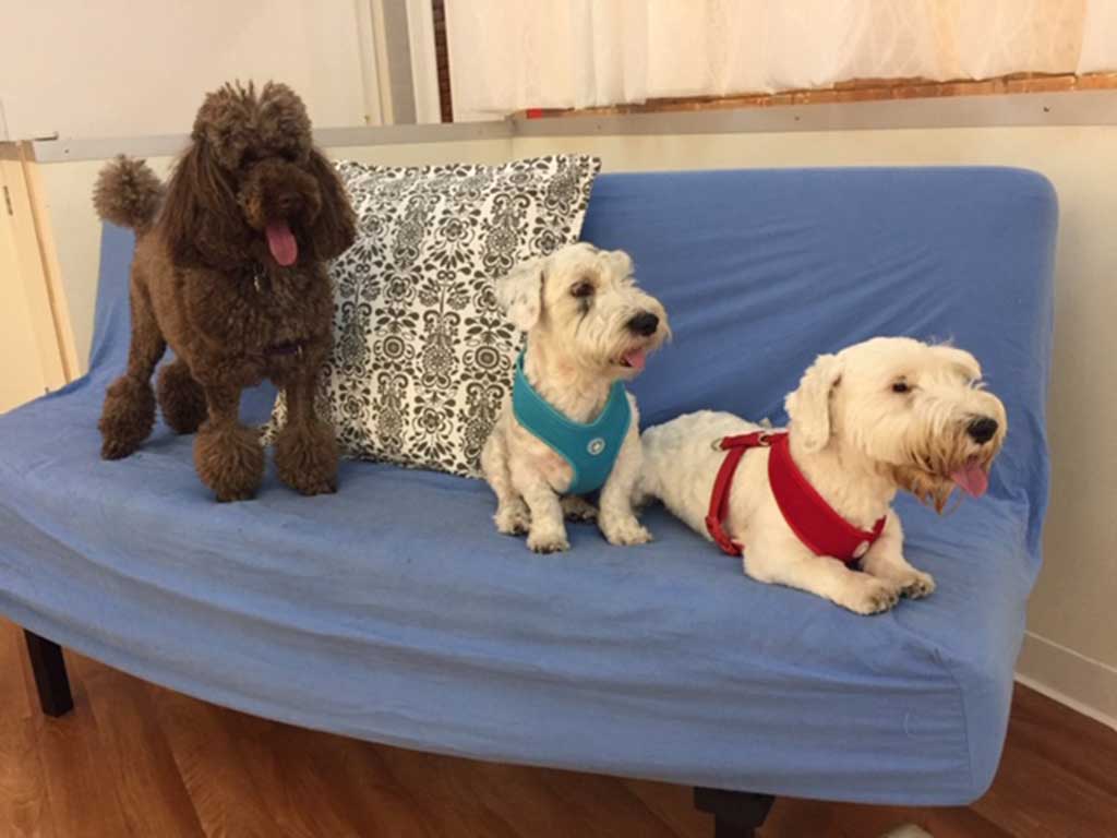 DogCare Service & Overnight Stays Mutt Hutt NYC