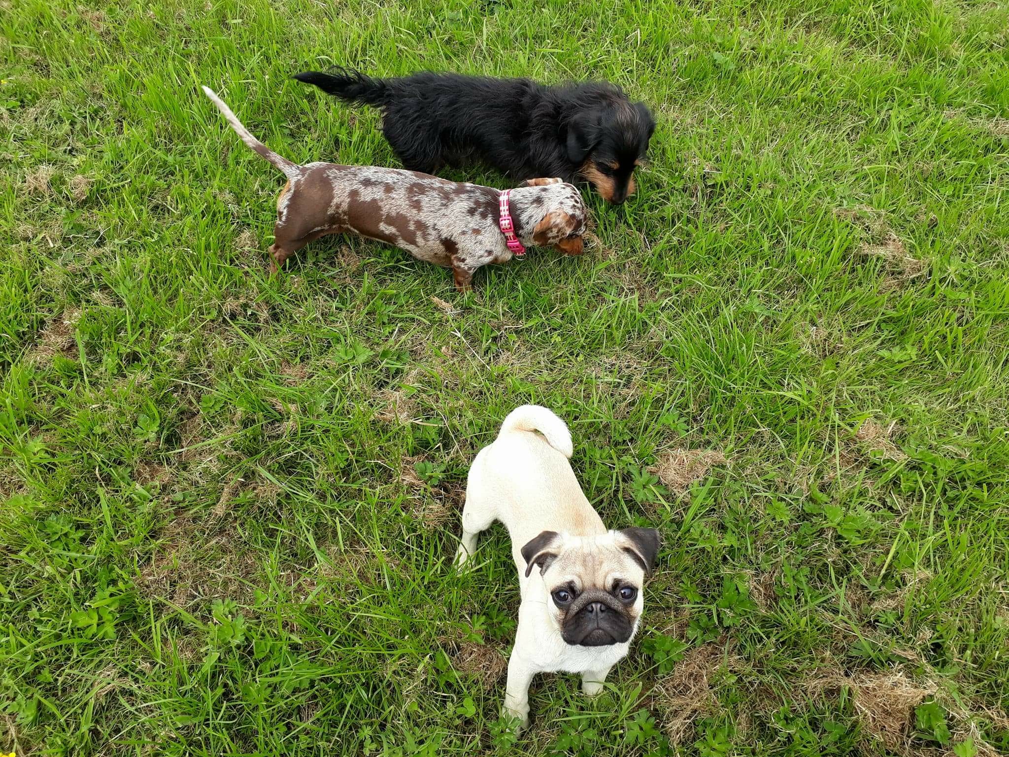 Muttlins Dog Boarding Hull and Beverley Home