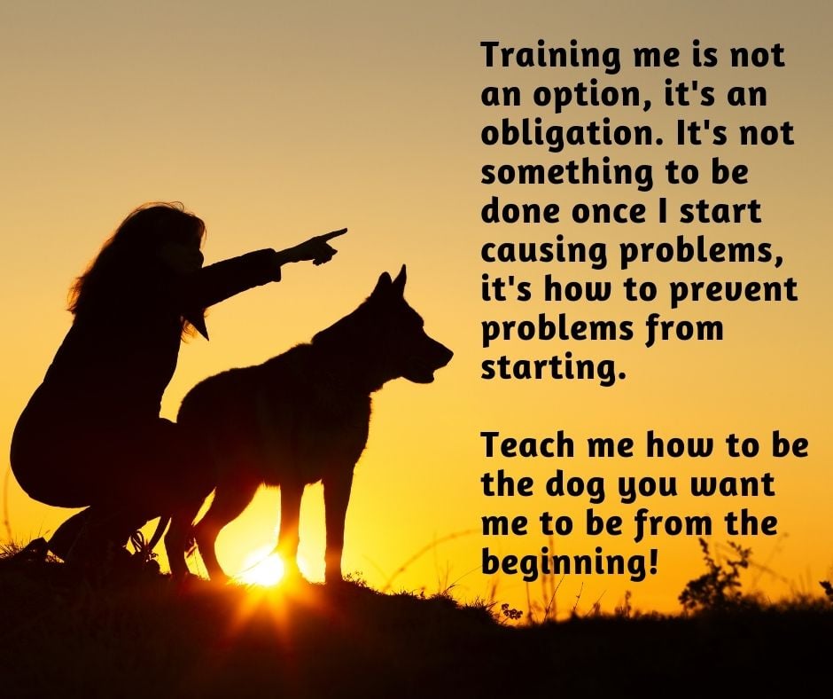 Dog Training in Colorado Springs Mutt Masters