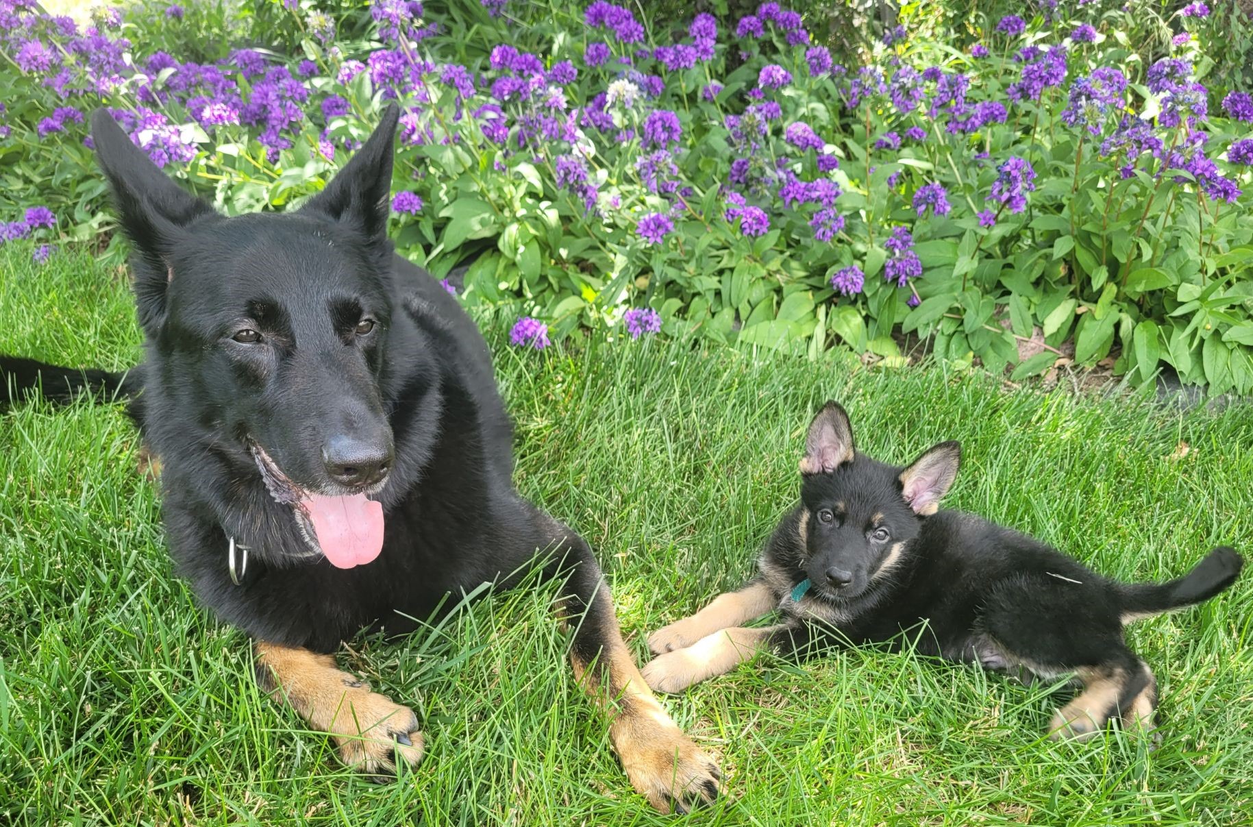 Mutt Masters K9 Academy Dog Training Colorado Springs