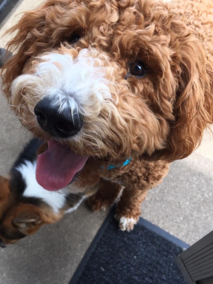 IMG_0155 Mutts In A Rutt