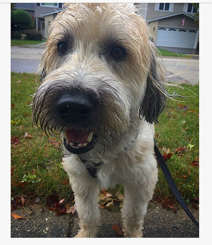 IMG_0154 Mutts In A Rutt