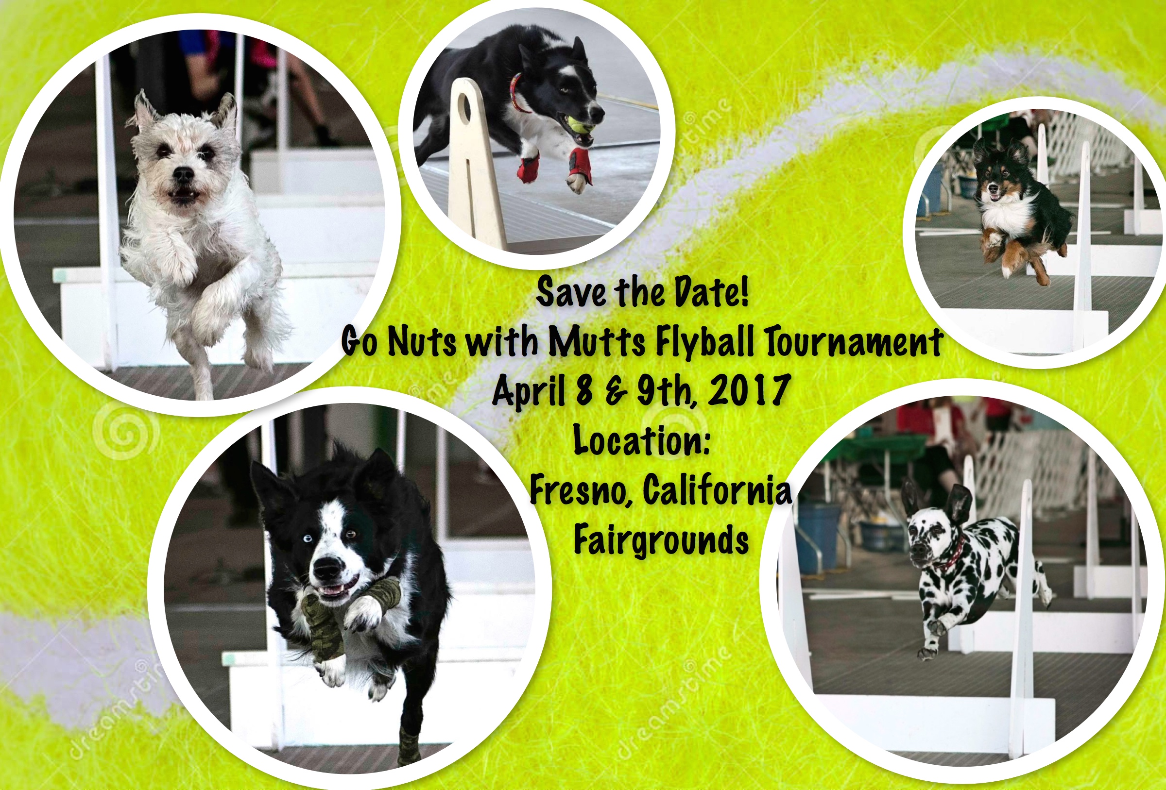 Mutts In Motion Flyball Responsible Pet Ownership and Canine