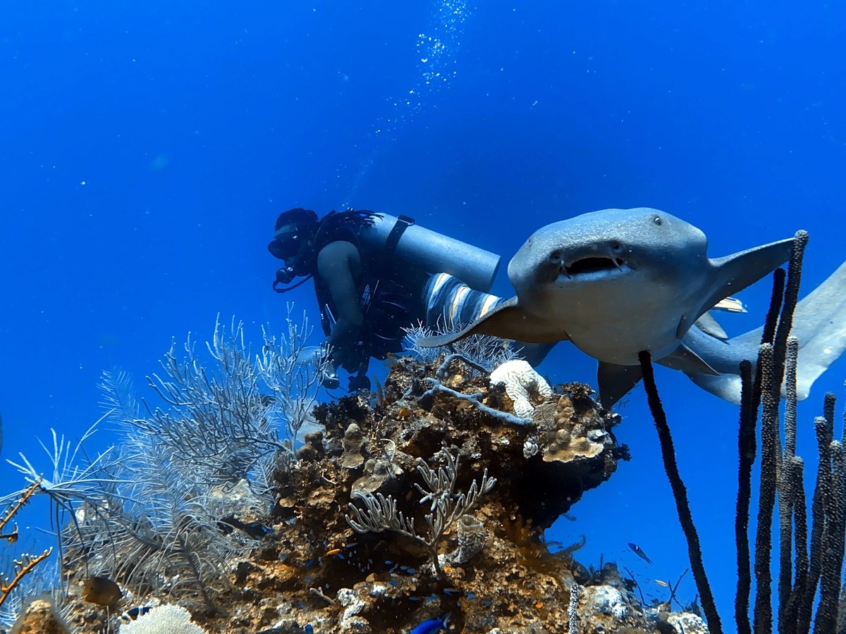 Best SCUBA Diving & Snorkeling in Southern Belize Muy’Ono Resorts